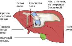 У Вас больная печень? Что нельзя делать в таких случаях?